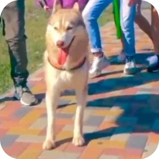 Эмодзи Бандит Бублик Кекс Коржик