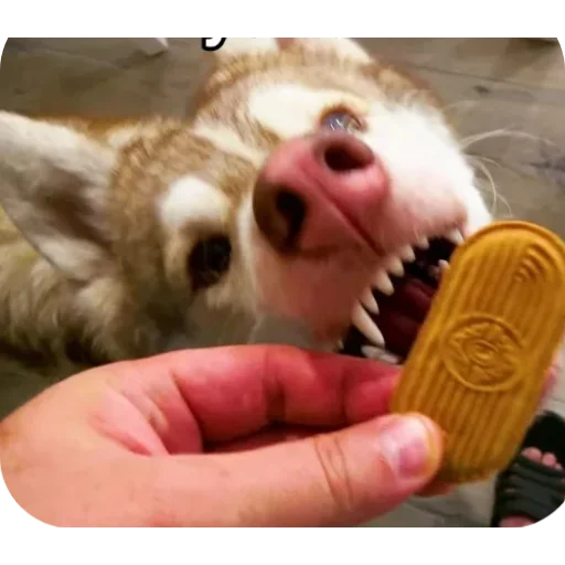 Эмодзи Бандит Бублик Кекс Коржик