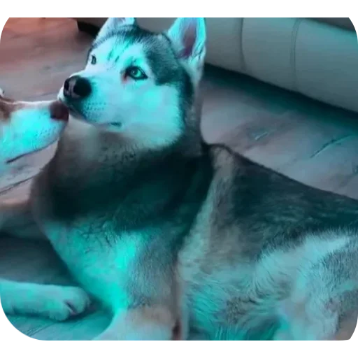 Эмодзи Бандит Бублик Кекс Коржик