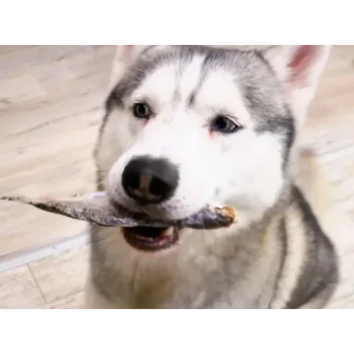 Эмодзи Бандит Бублик Кекс Коржик