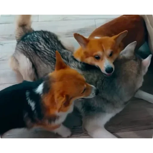 Эмодзи Бандит Бублик Кекс Коржик