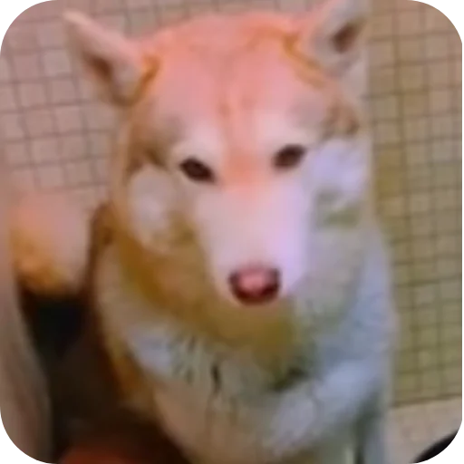 Эмодзи Бандит Бублик Кекс Коржик