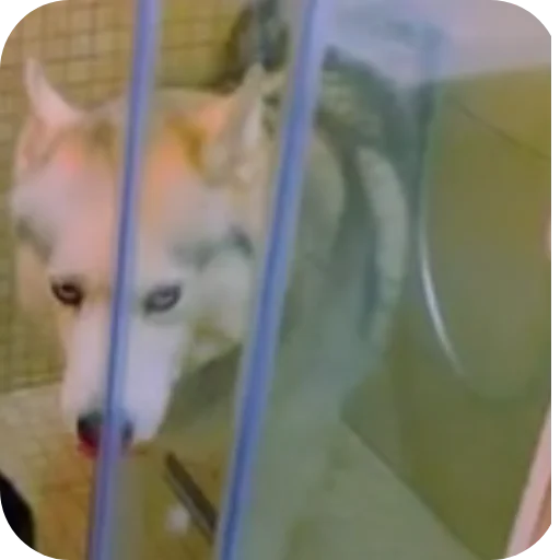 Эмодзи Бандит Бублик Кекс Коржик