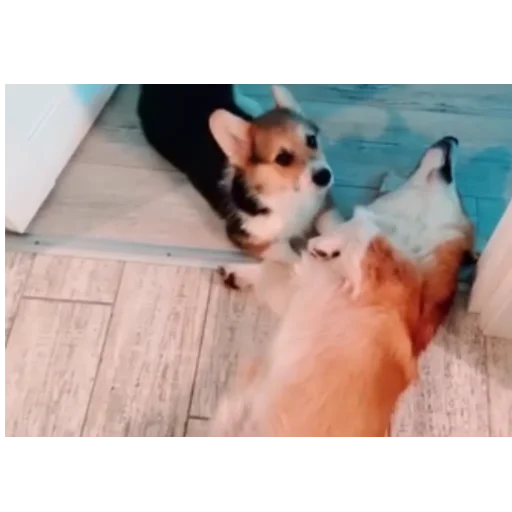 Эмодзи Бандит Бублик Кекс Коржик