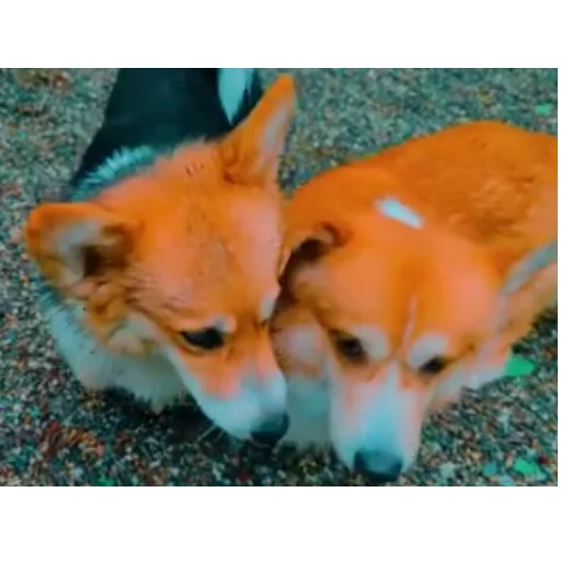 Эмодзи Бандит Бублик Кекс Коржик