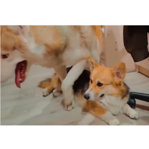 Эмодзи Бандит Бублик Кекс Коржик