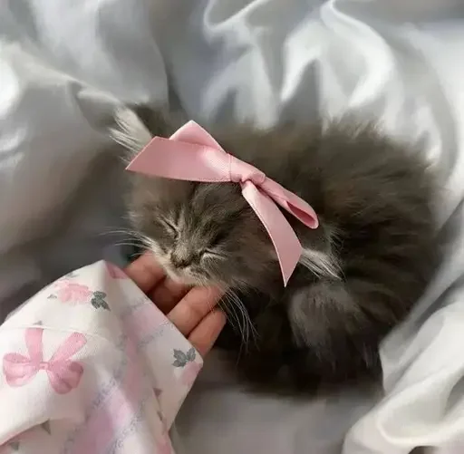 🎀