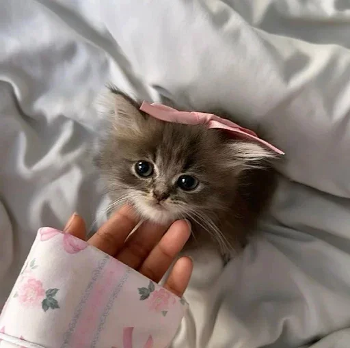 Эмодзи Котики и фразочки