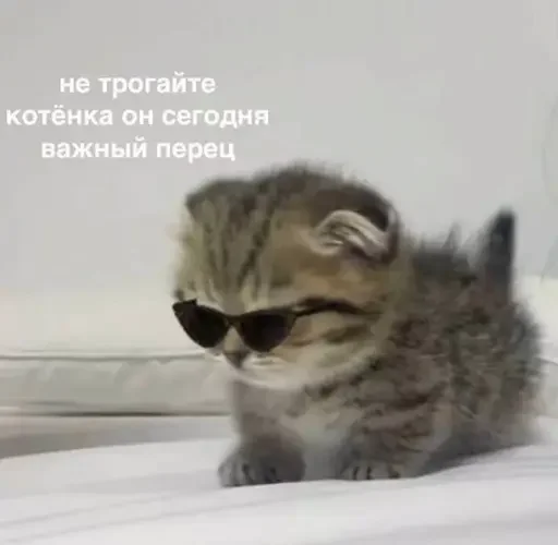 Эмодзи Котики и фразочки