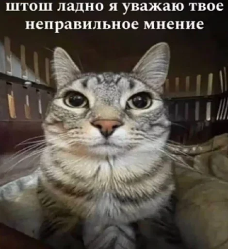 Эмодзи Котики и фразочки