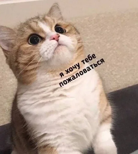 Эмодзи Котики и фразочки
