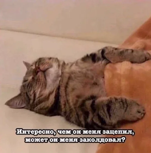 Эмодзи Котики и фразочки