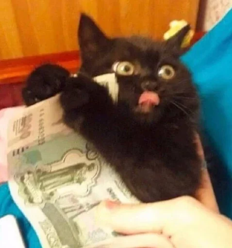 Эмодзи Котики и фразочки