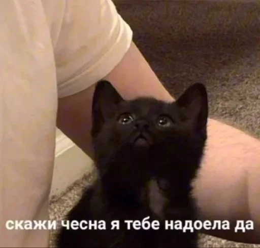 Эмодзи Котики и фразочки