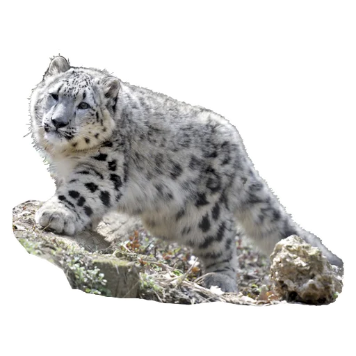 Эмодзи BarsFukuBaby