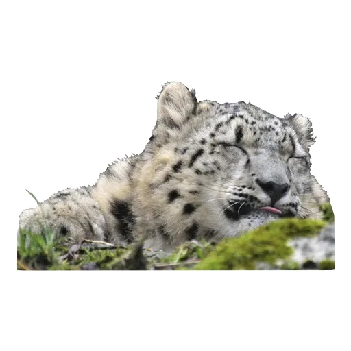 Эмодзи BarsFukuBaby