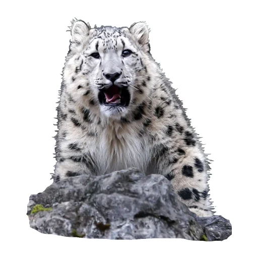 Эмодзи BarsFukuBaby