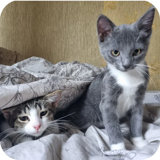 Эмодзи авÑобÑÑÑ