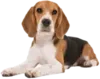Эмодзи beagle-1
