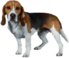 Эмодзи beagle-1