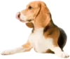 Эмодзи beagle-1