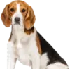 Эмодзи beagle-1