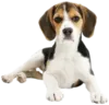 Эмодзи beagle-1