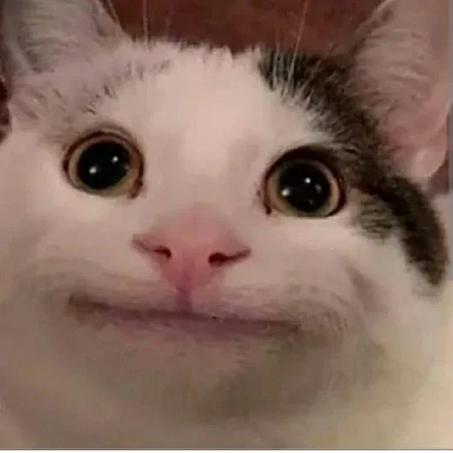 Эмодзи Beluga 🌚🌝