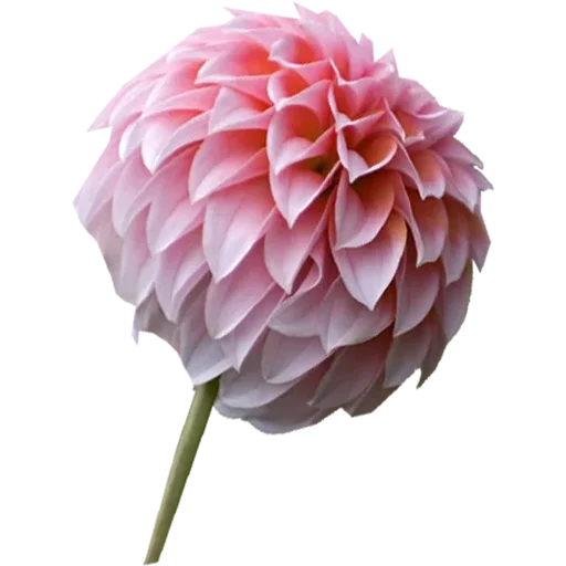 Эмодзи Big Flowers