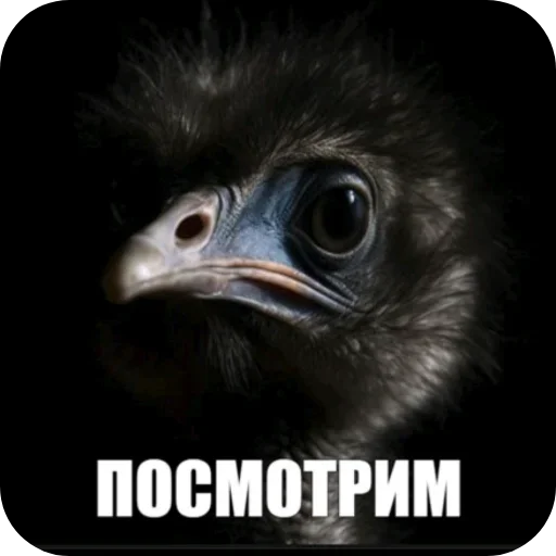 Эмодзи Birds Memes