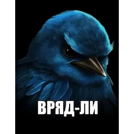 🐦