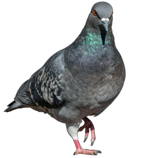 Эмодзи Голуби XL