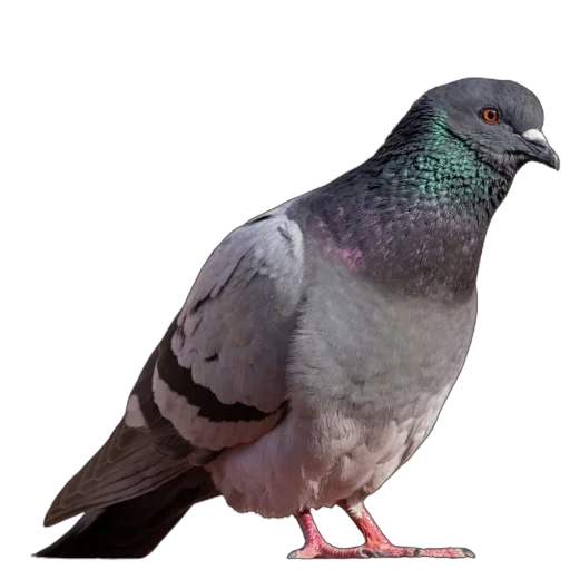 Эмодзи Голуби XL