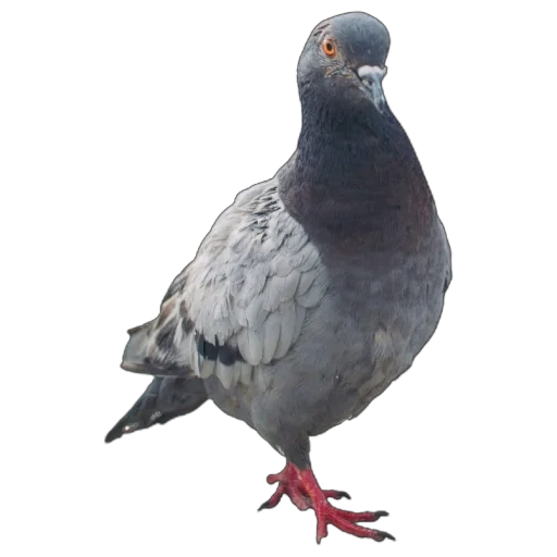 Эмодзи Голуби XL