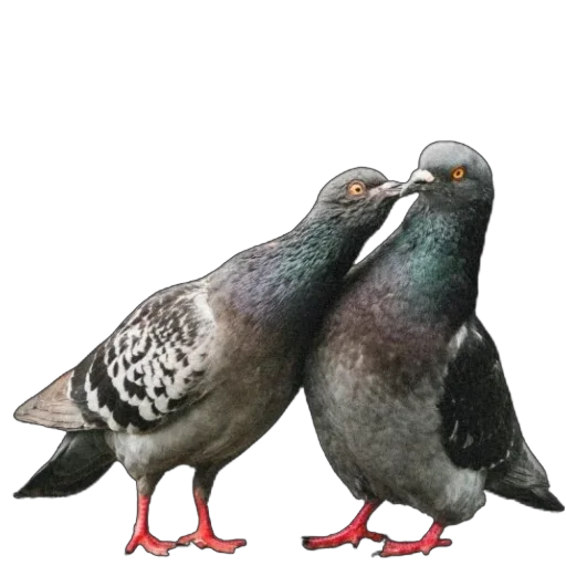 Эмодзи Голуби XL