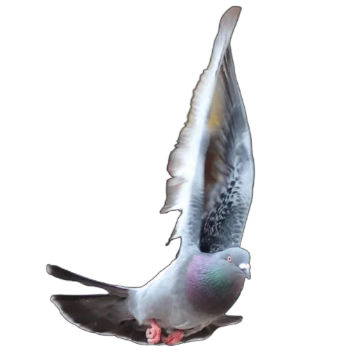 Эмодзи Голуби XL