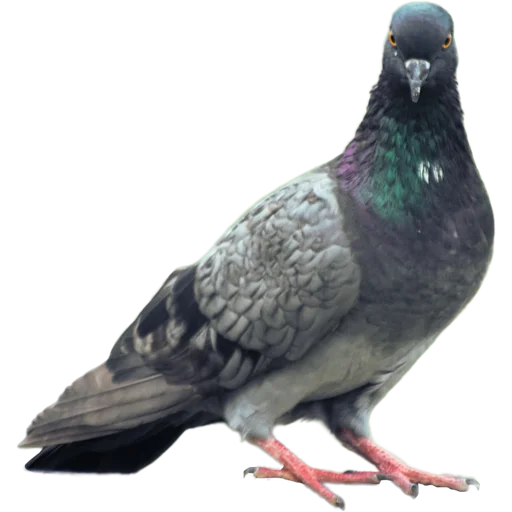 Эмодзи Голуби