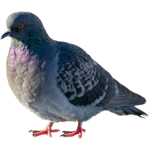 Эмодзи Голуби