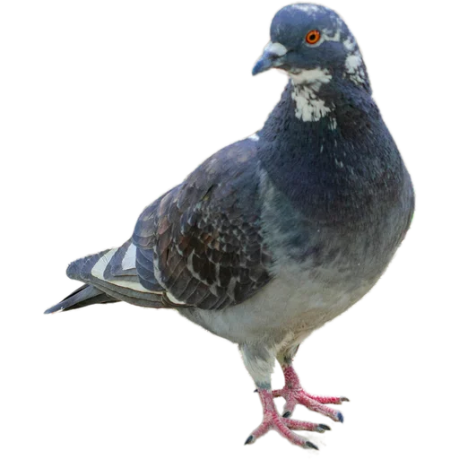 Эмодзи Голуби