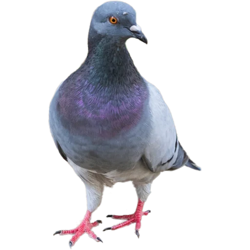 Эмодзи Голуби