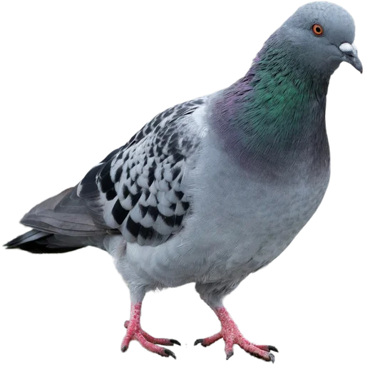 Эмодзи Голуби