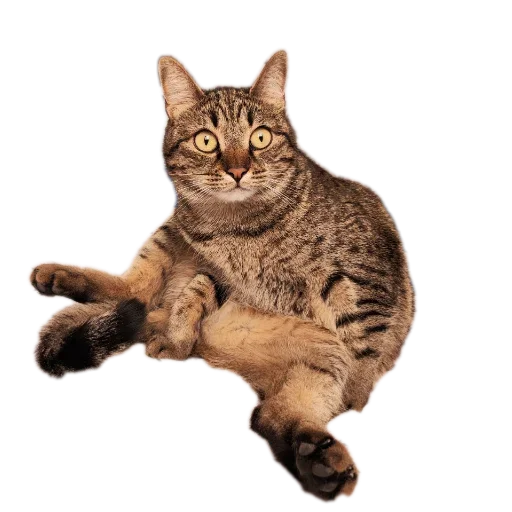 🐱