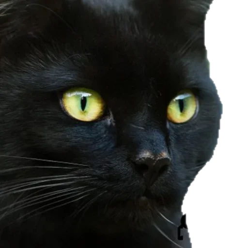Эмодзи Black Cat