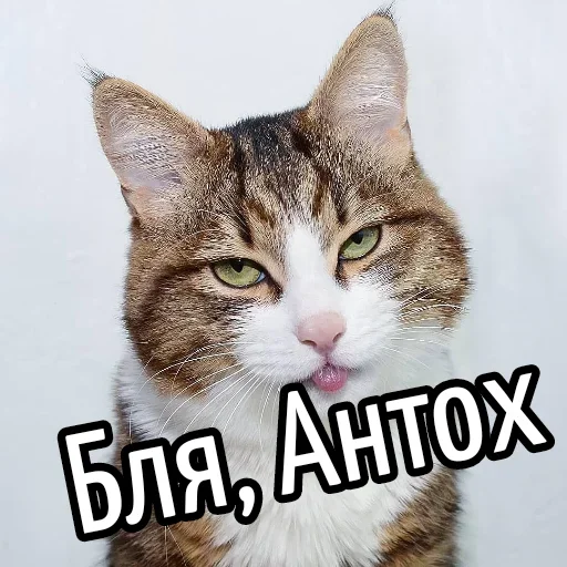 Эмодзи Ну Бля
