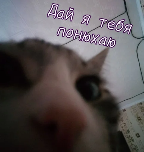 Эмодзи Тю блин: Зверюшки