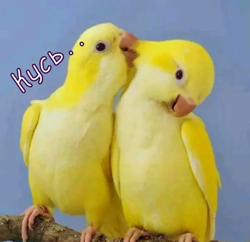 Эмодзи Тю блин: Зверюшки