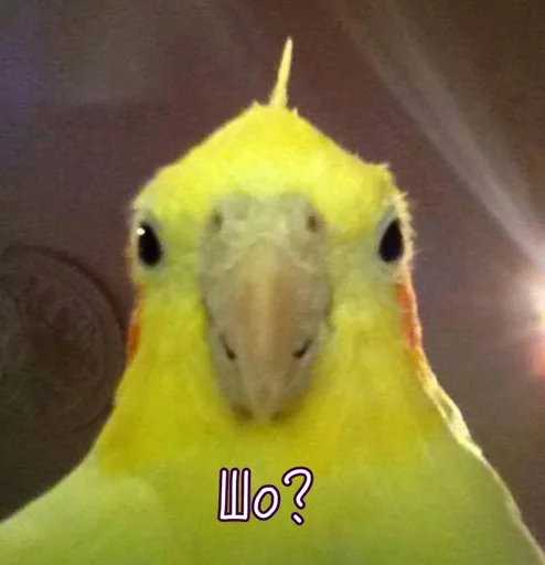 Эмодзи Тю блин: Зверюшки