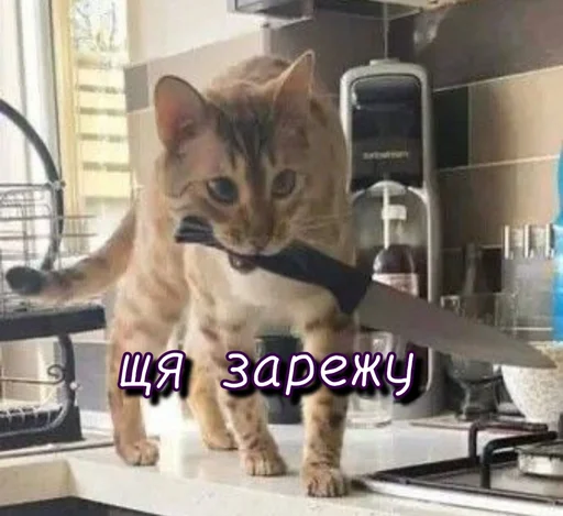 Эмодзи Тю блин: Зверюшки