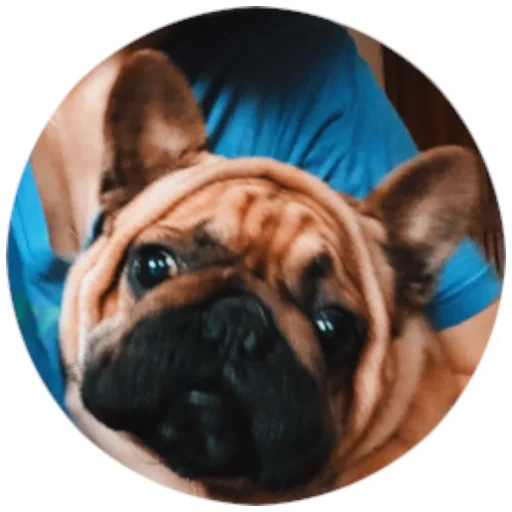 Эмодзи Bob Marley??The Frenchies
