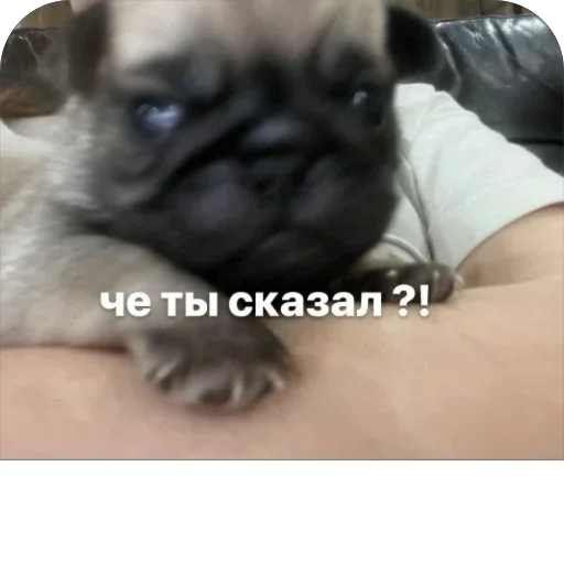 Эмодзи Бобры Добры
